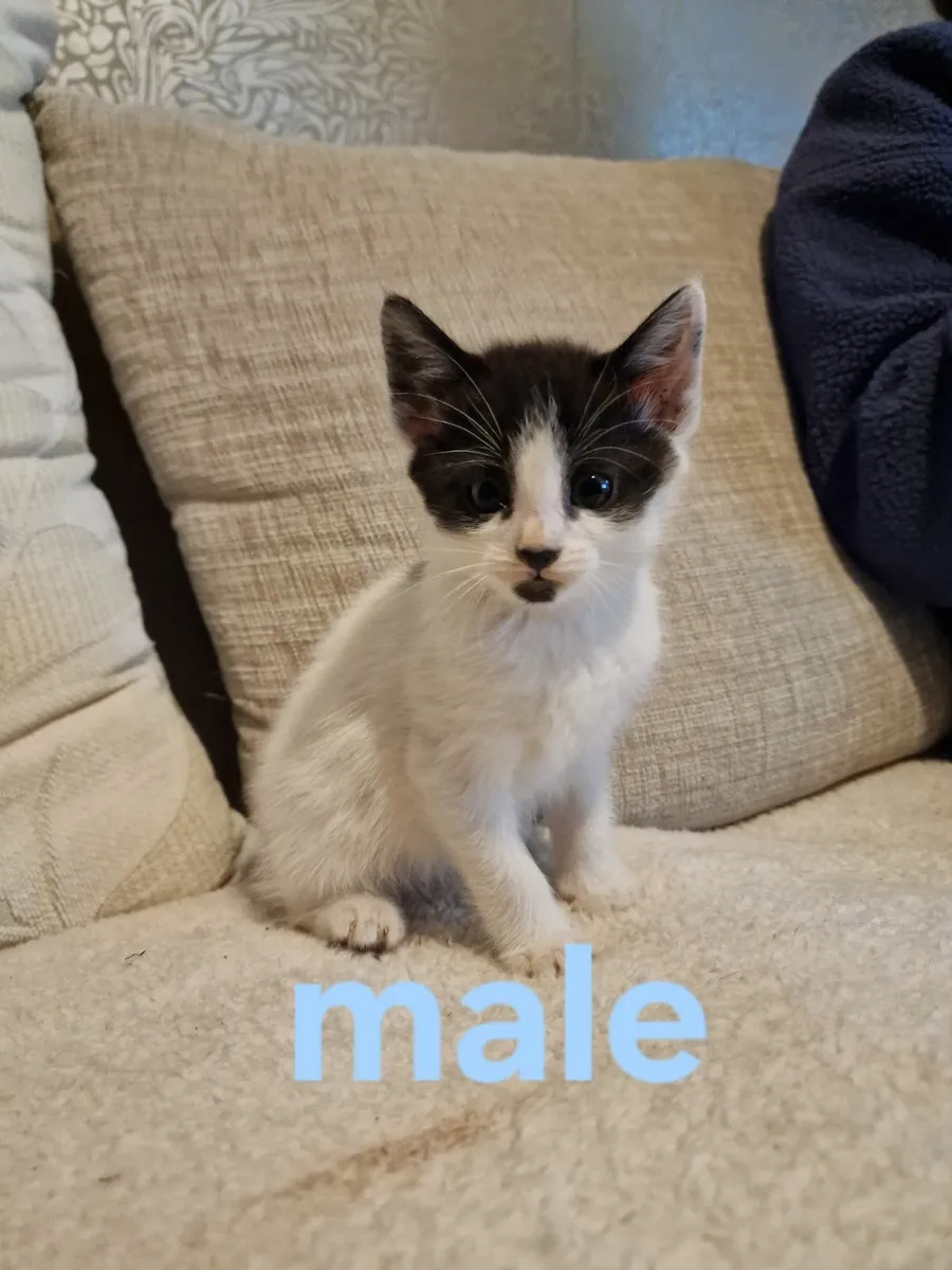 Kitten - Image 1