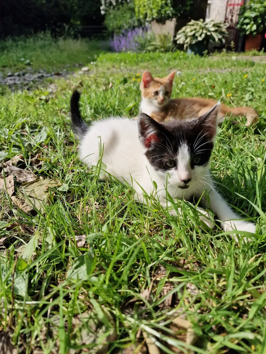 Kitten - Image 2
