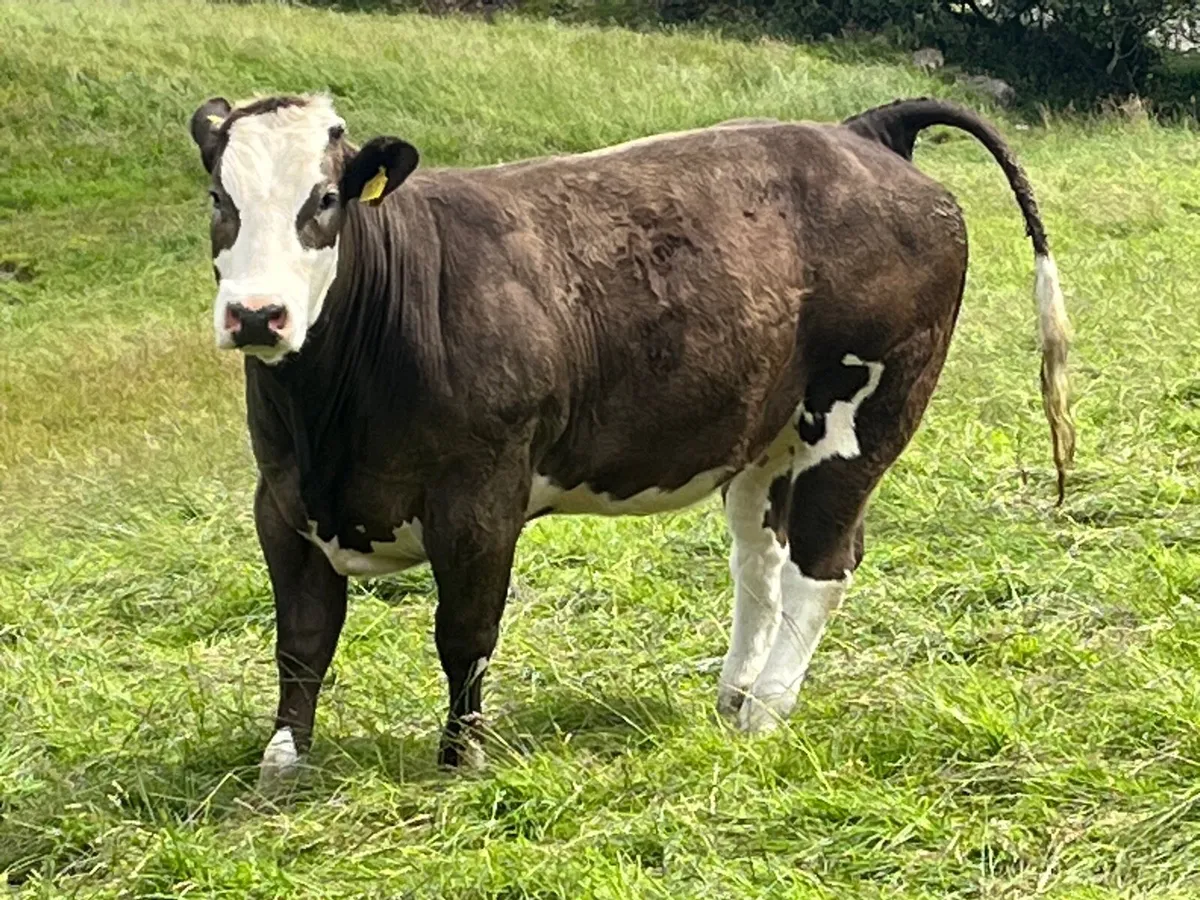 Bulling heifers - Image 1