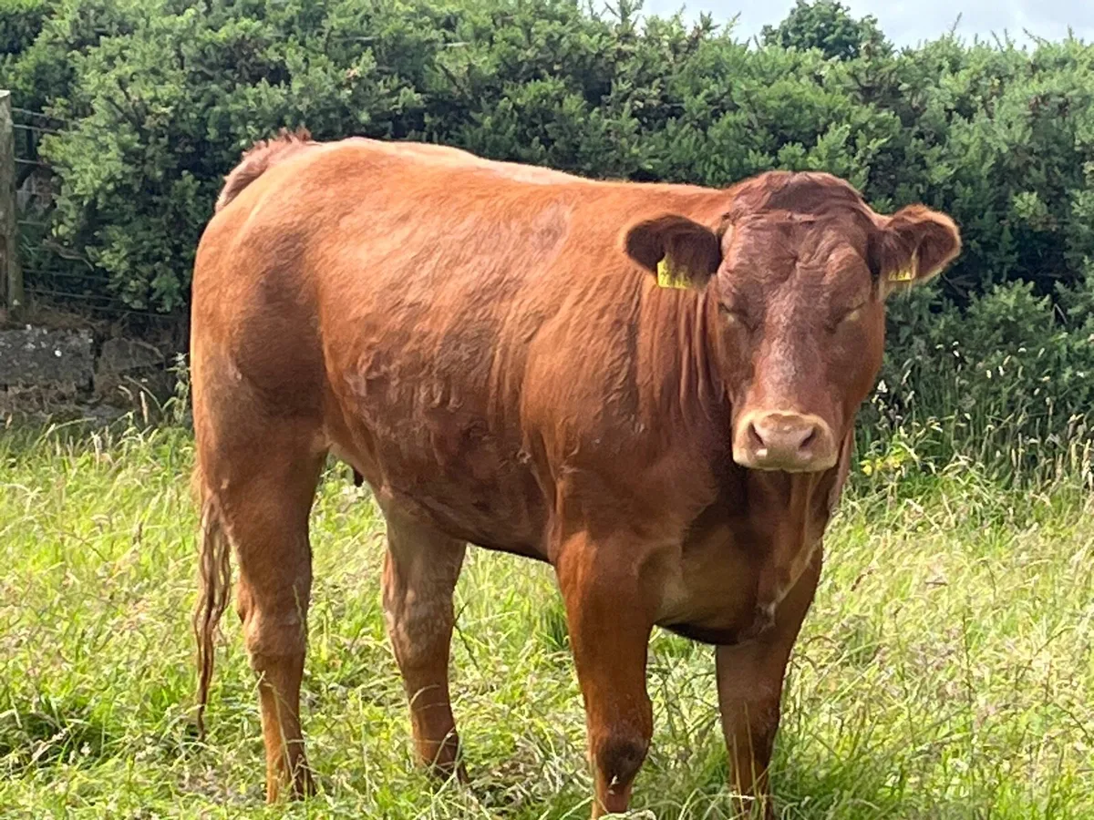 Bulling heifers - Image 2
