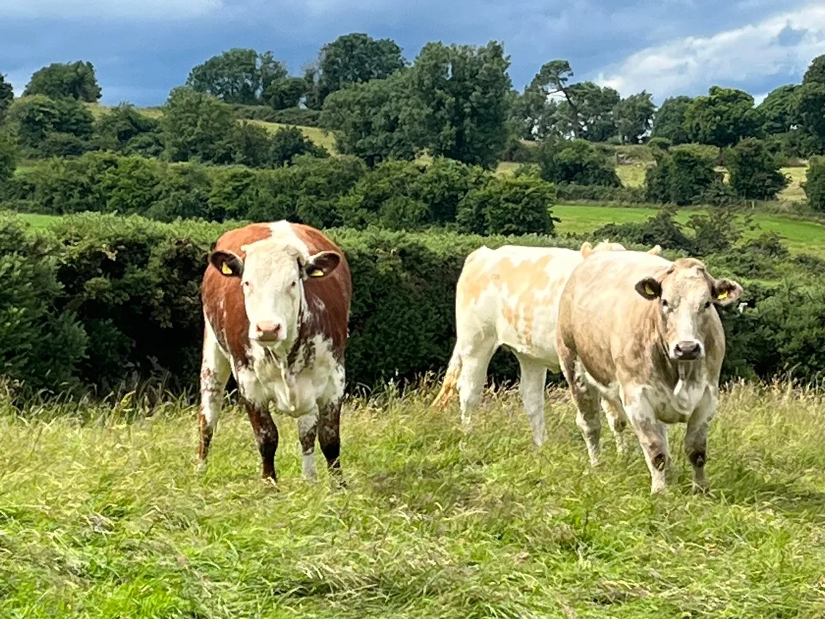 Bulling heifers - Image 4