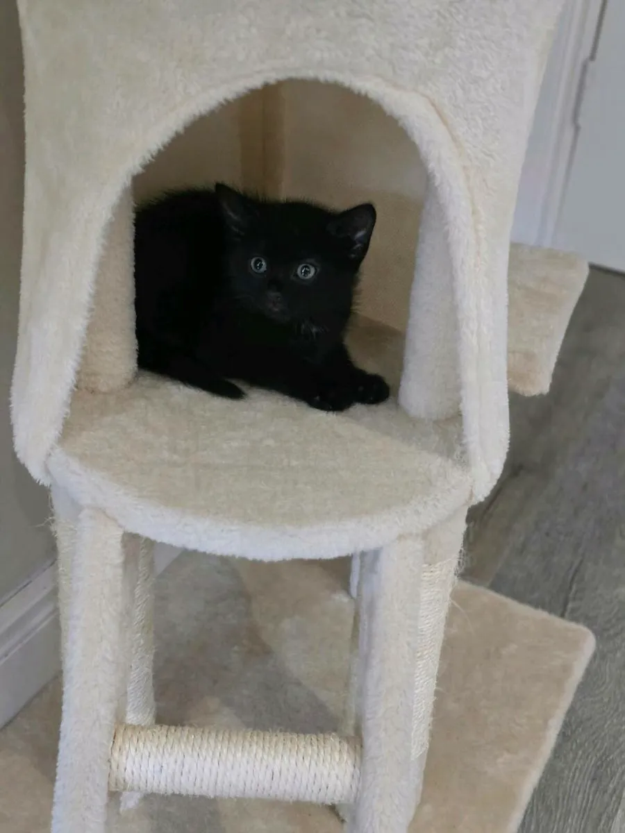 Female kitten - Image 1
