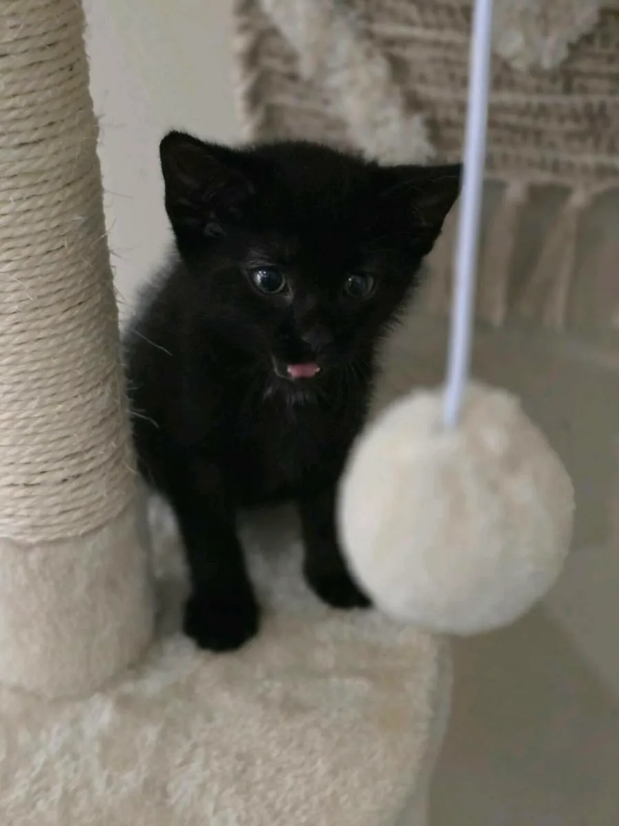 Female kitten - Image 3