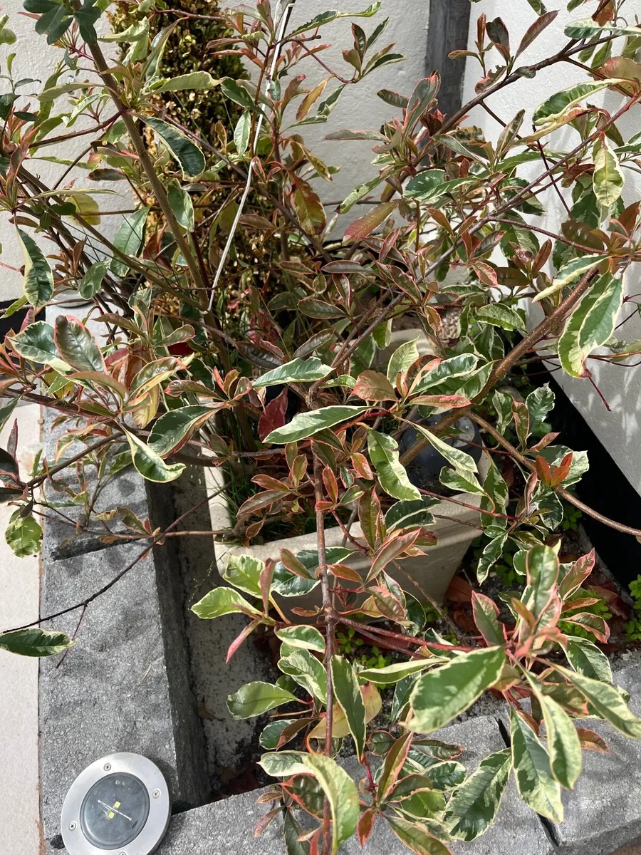 Planter Pot x 2 - Image 3