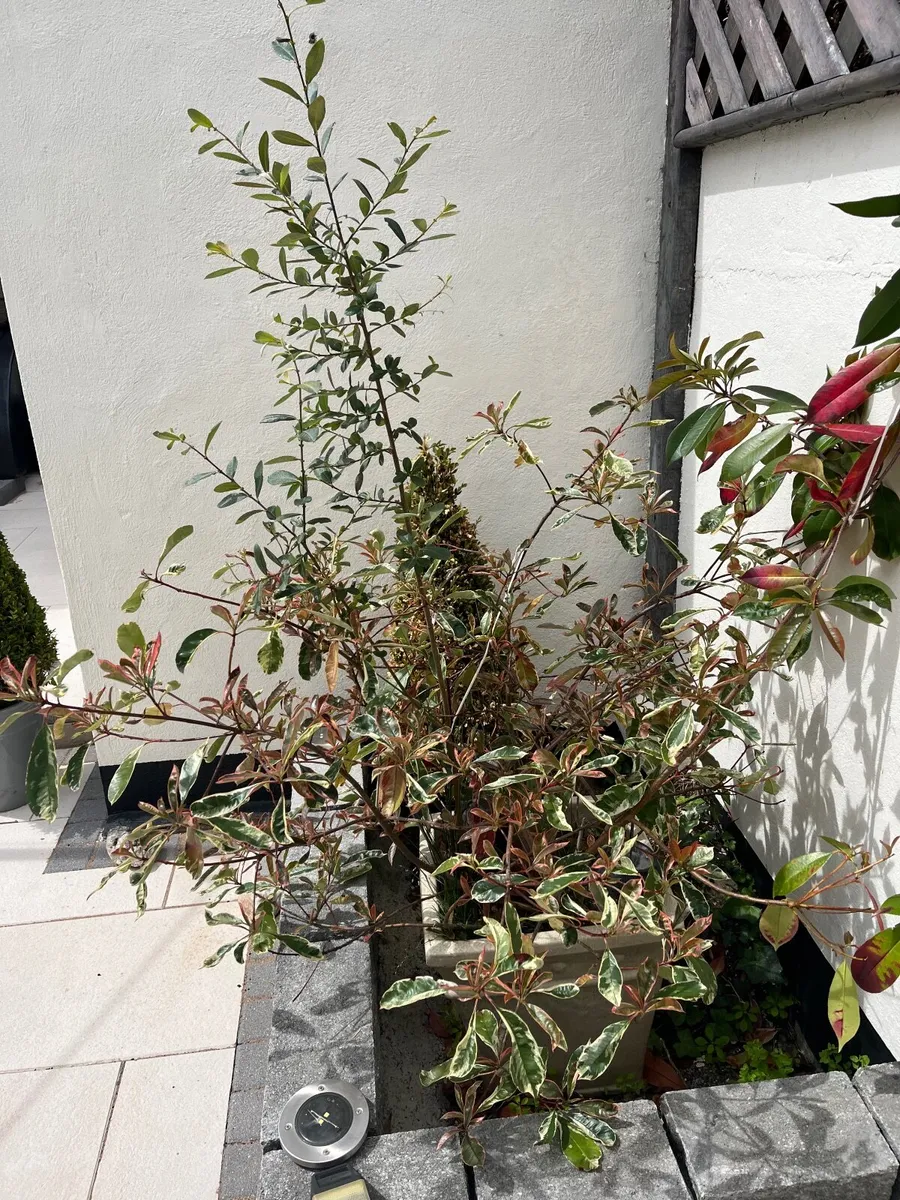Planter Pot x 2 - Image 4