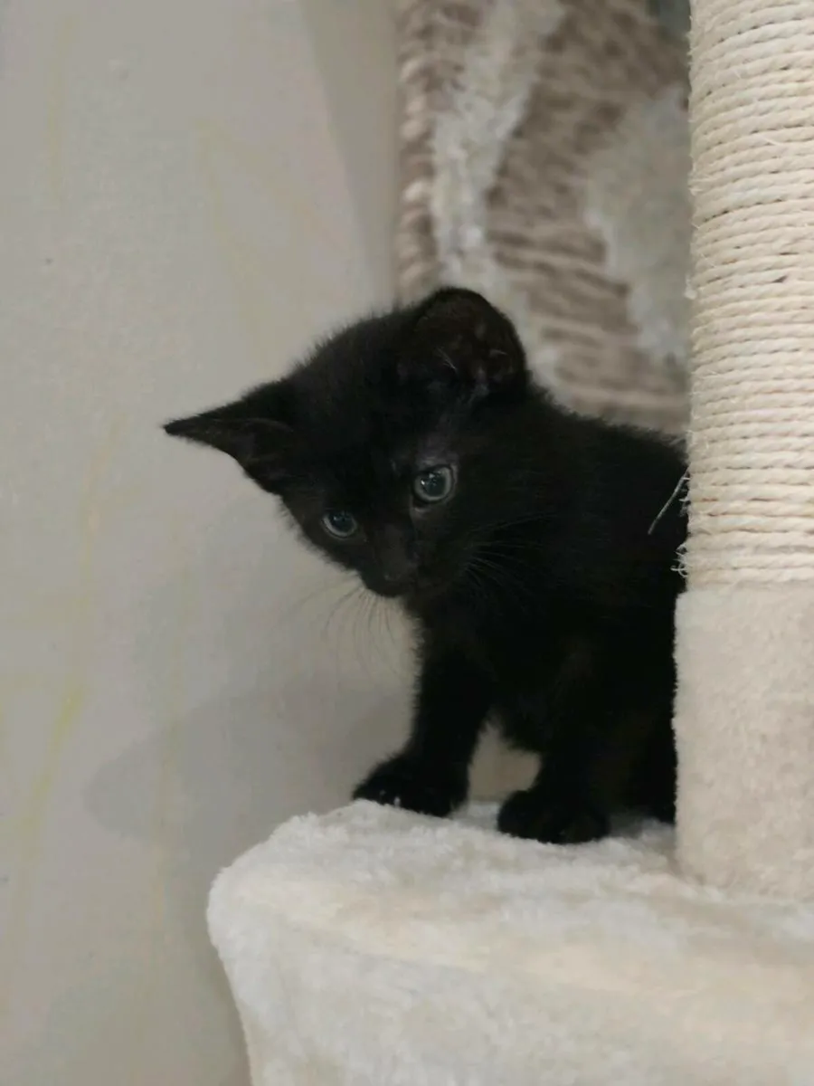 Female kitten - Image 4