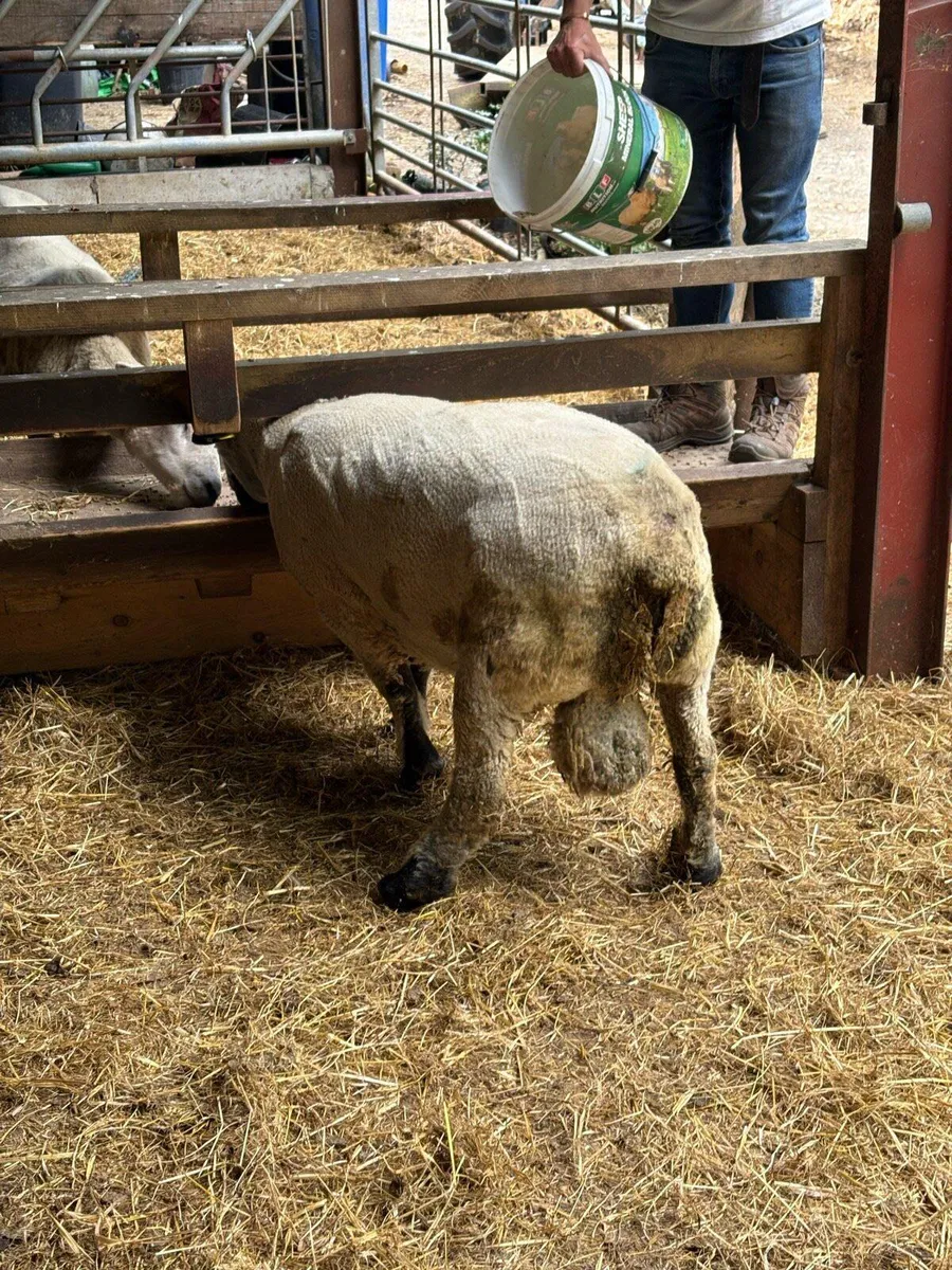 PBR Hampshire Down Ram SIS ✅ - Image 3