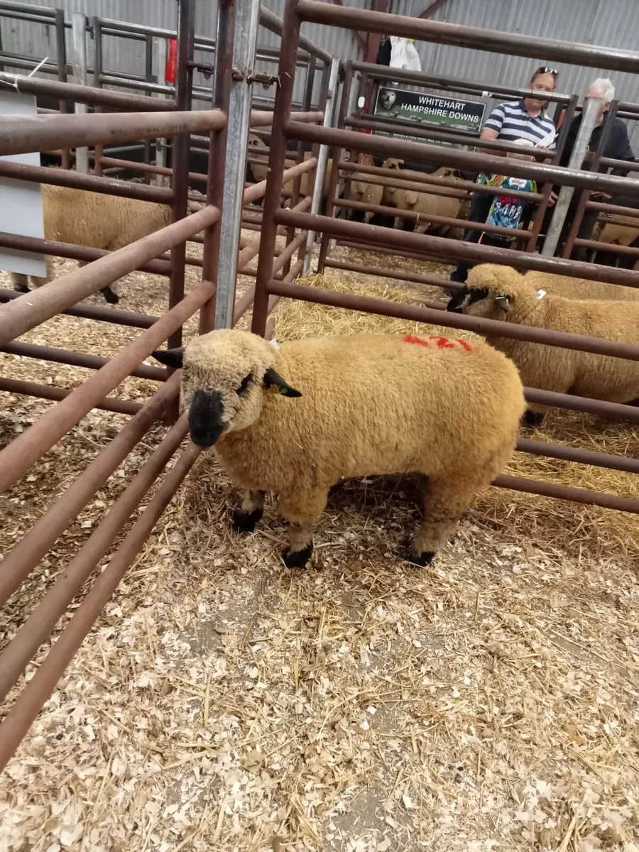 PBR Hampshire Down Ram SIS ✅ - Image 4