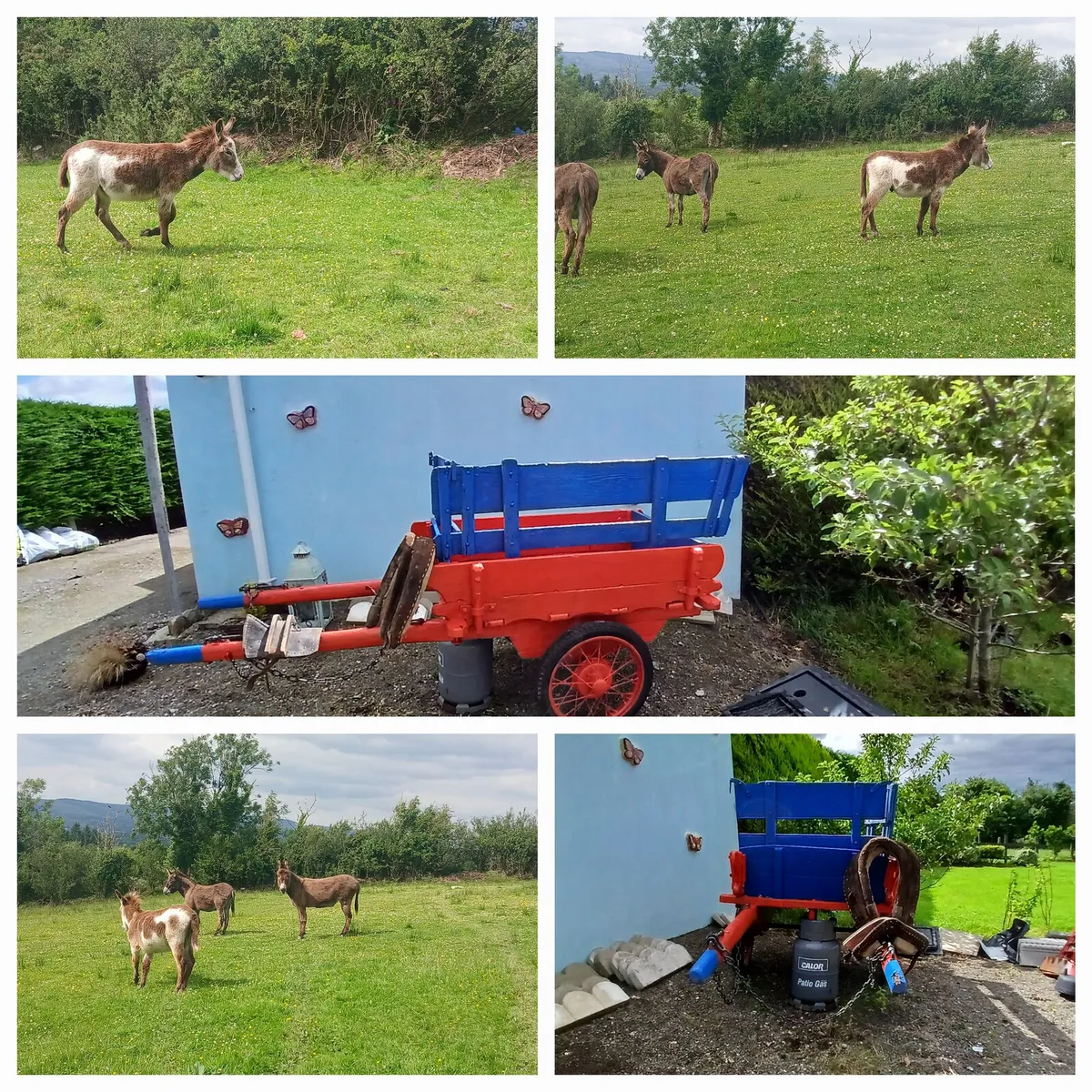 Donkey foal and cart - Image 2