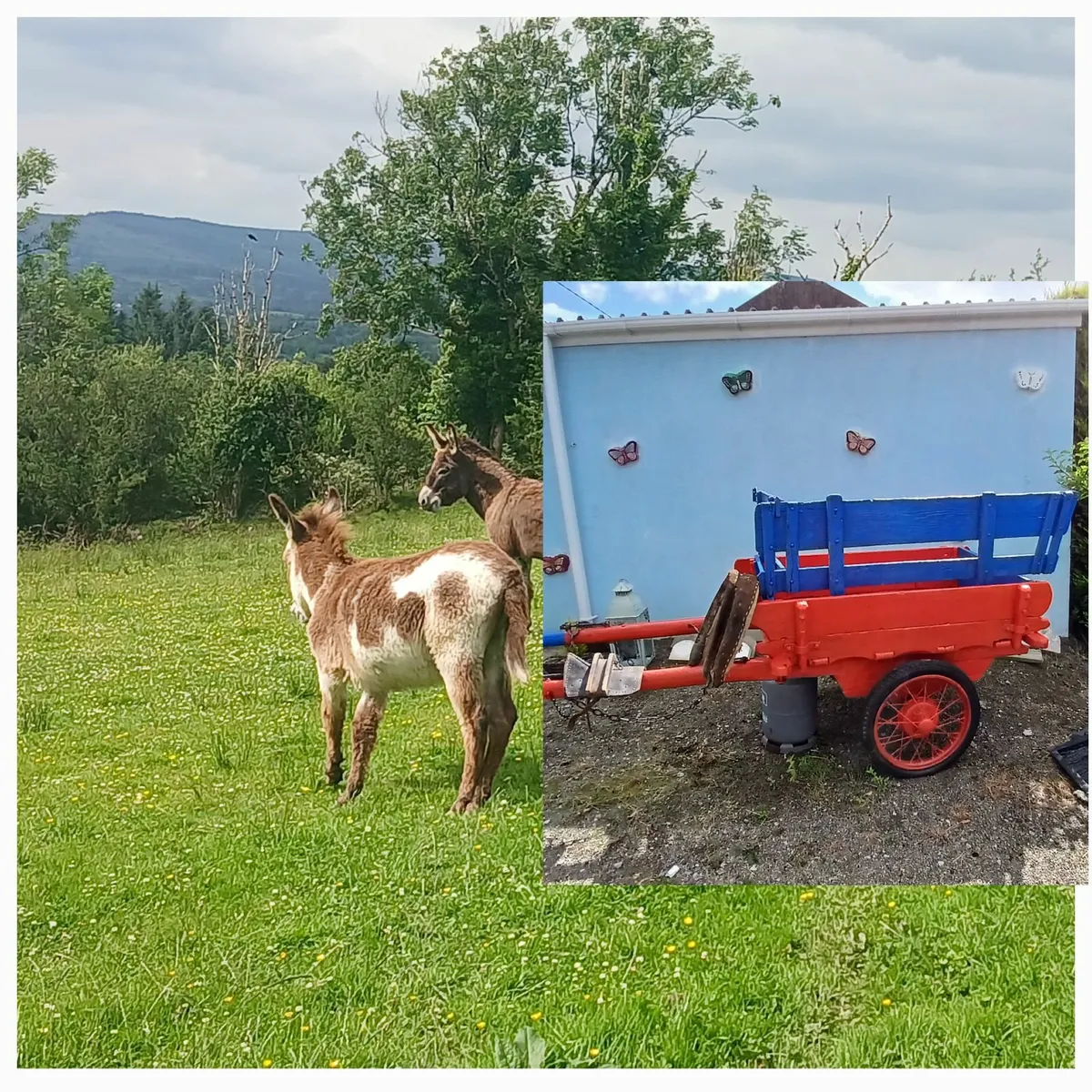Donkey foal and cart - Image 3