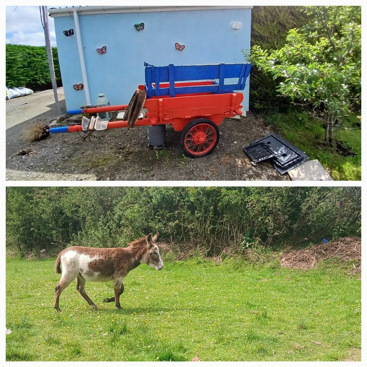 Donkey foal and cart - Image 1
