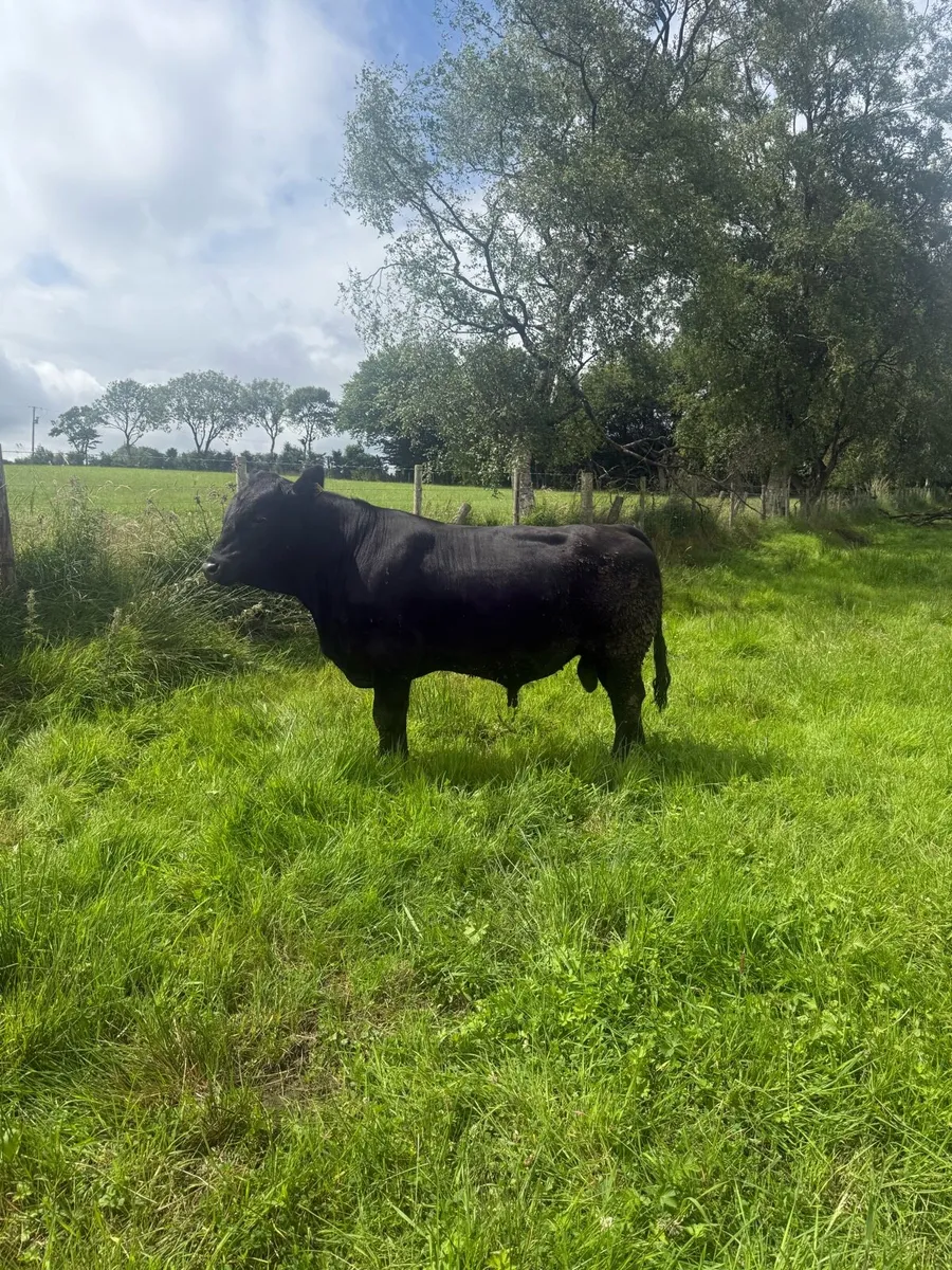 Pedigree Angus bulls - Image 1