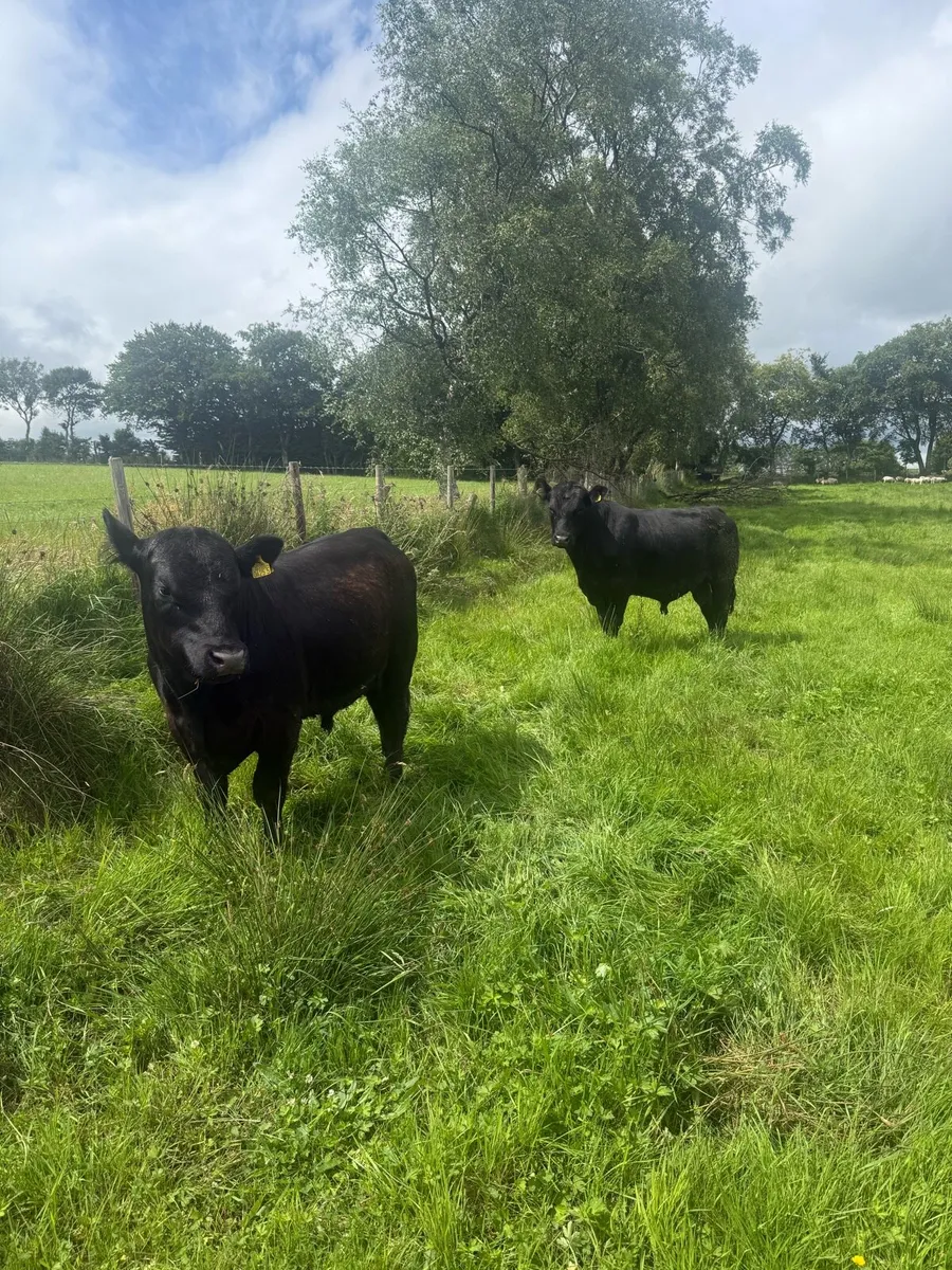 Pedigree Angus bulls - Image 3