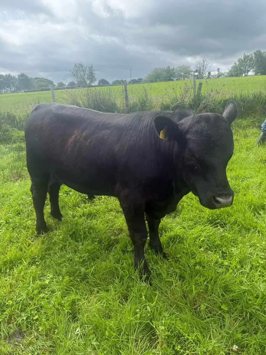 Pedigree Angus bulls - Image 4