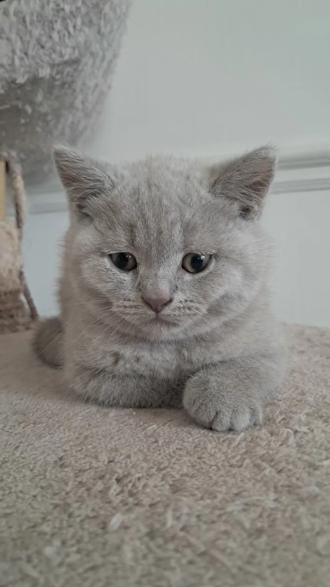 Pure British shorthair Kittens - Image 1