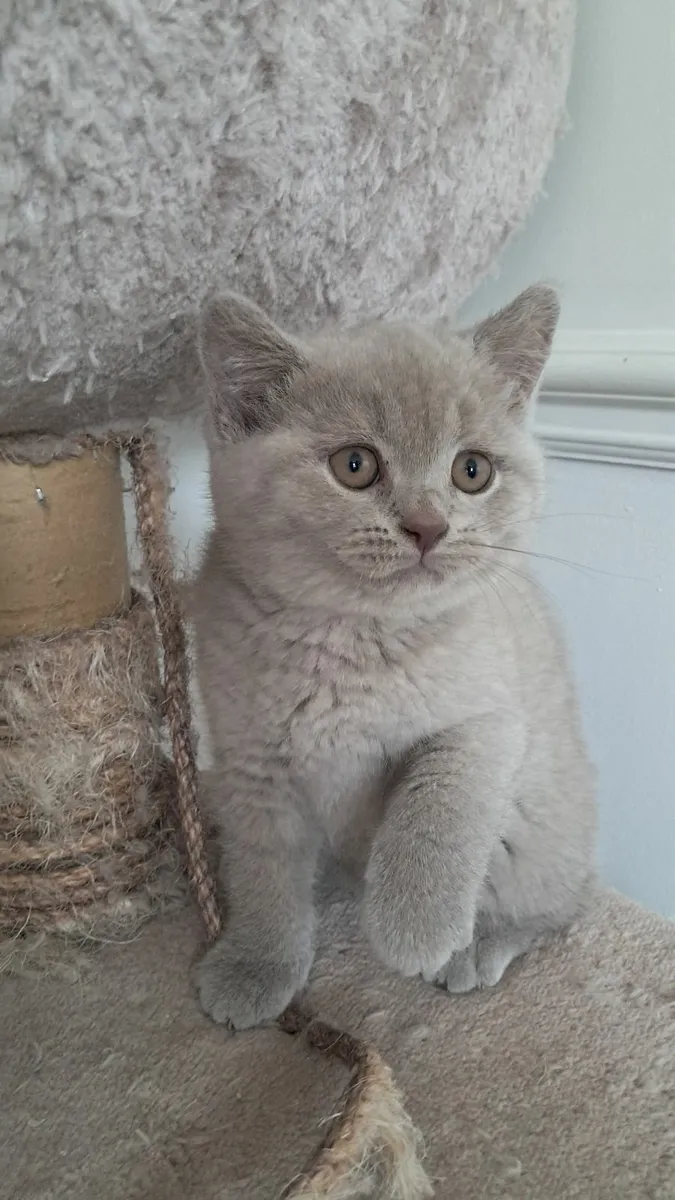 Pure British shorthair Kittens - Image 2