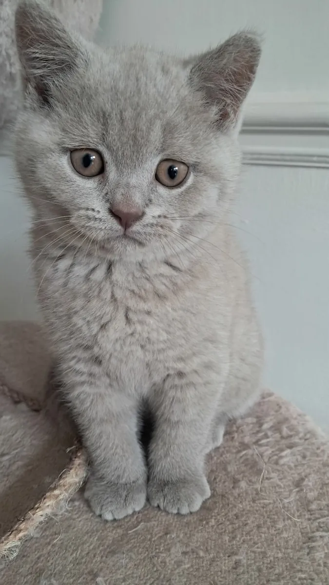 Pure British shorthair Kittens - Image 3