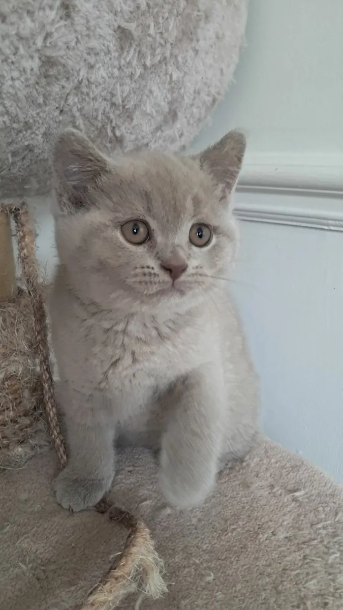 Pure British shorthair Kittens - Image 4