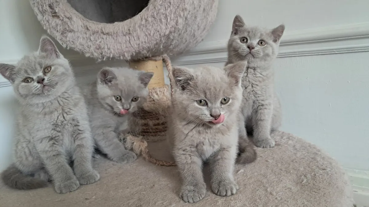 Pure British shorthair Kittens - Image 4