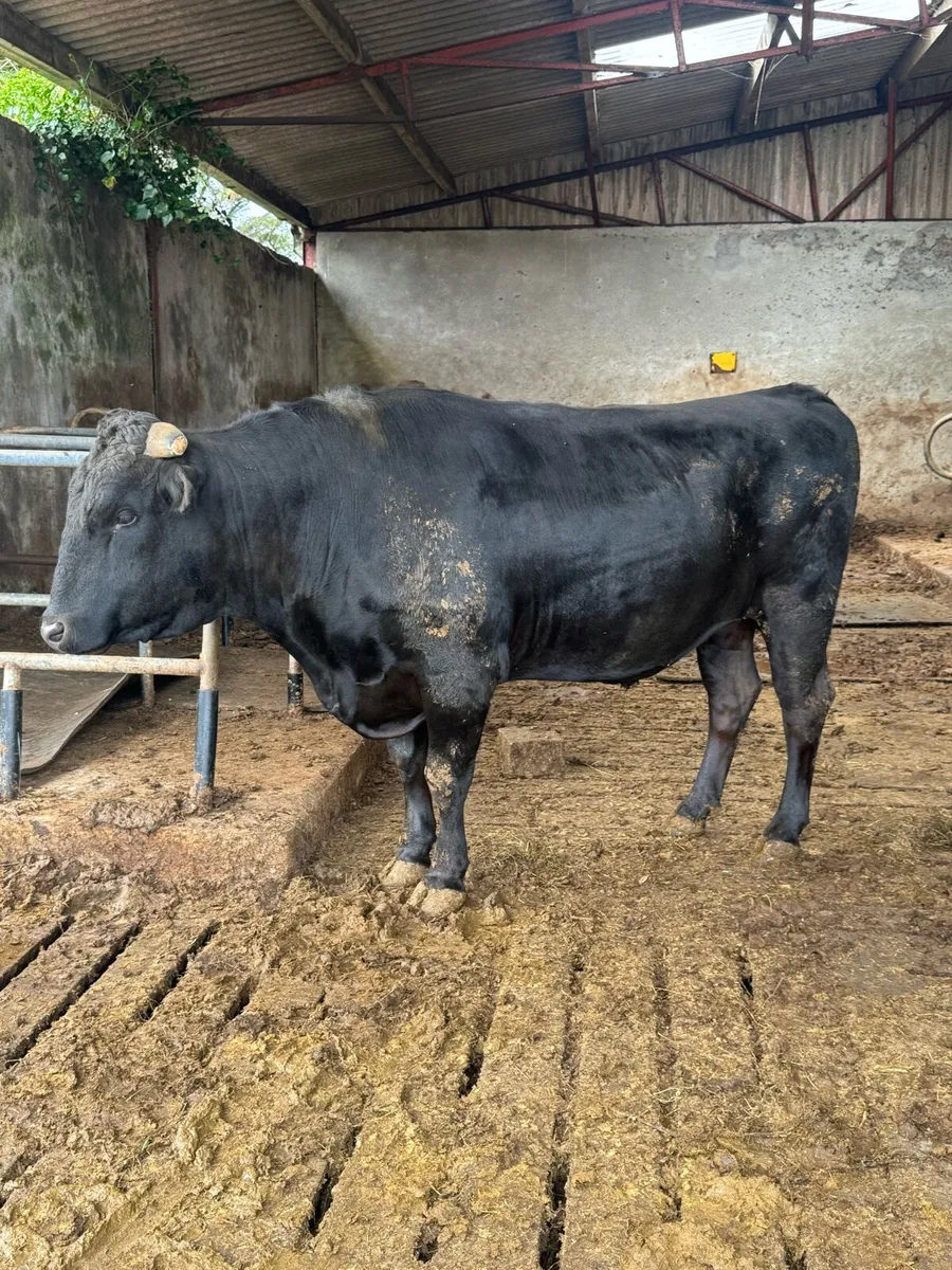Full-Blood Wagyu Bull’s - Image 2
