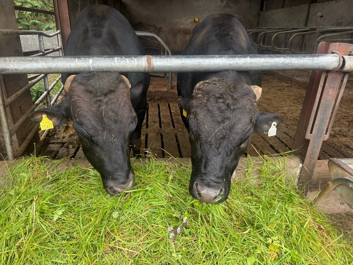 Full-Blood Wagyu Bull’s - Image 3