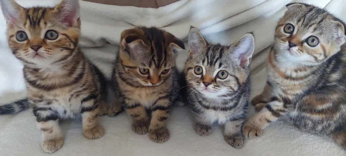 Scottish fold and straight kittens - Image 3