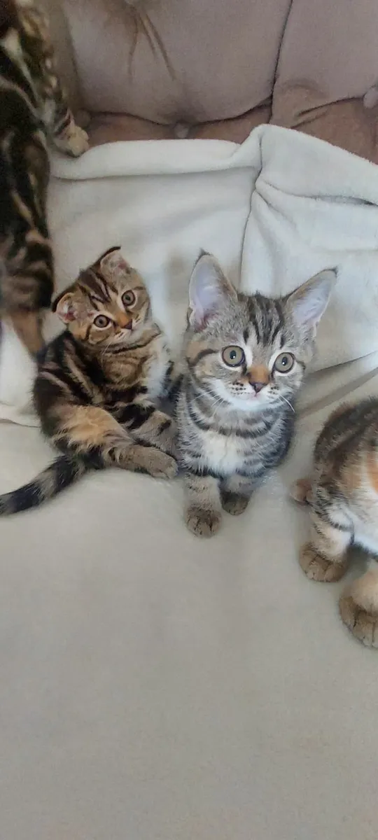 Scottish fold and straight kittens(1 kitten left) - Image 1