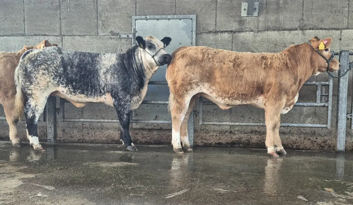 Show/Breeding Heifers - Image 1