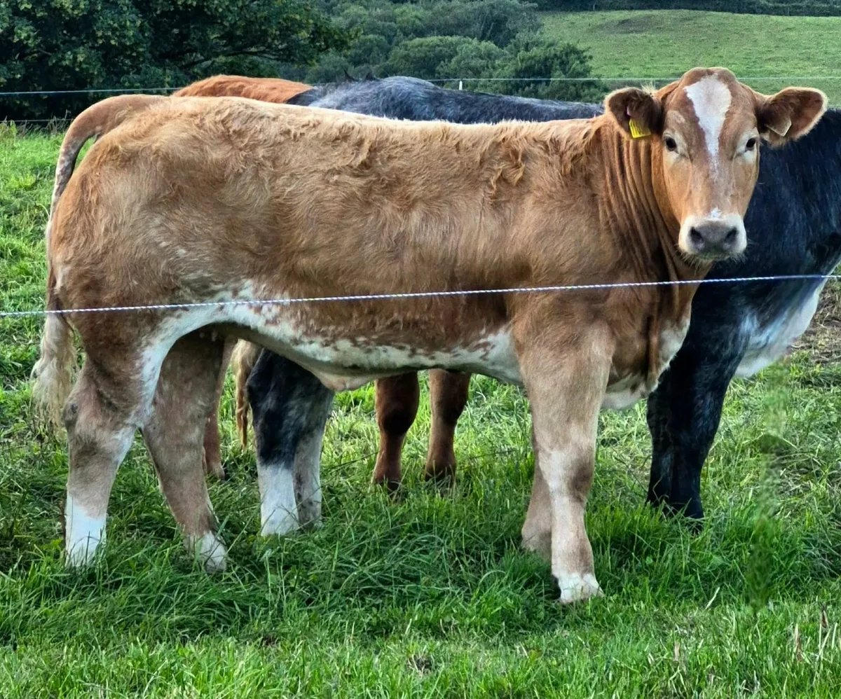 Show/Breeding Heifers - Image 2