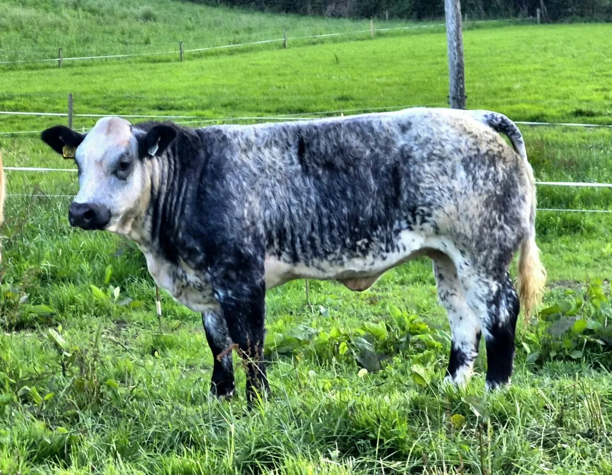 Show/Breeding Heifers - Image 3