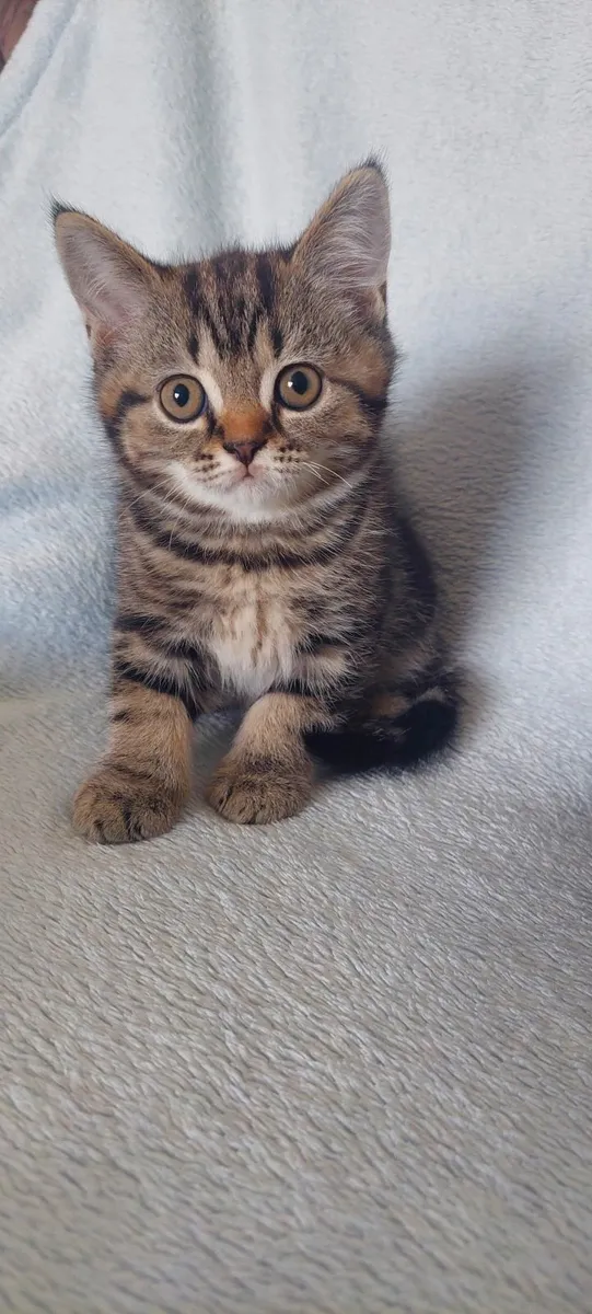 Scottish fold and straight kittens(1 kitten left) - Image 2