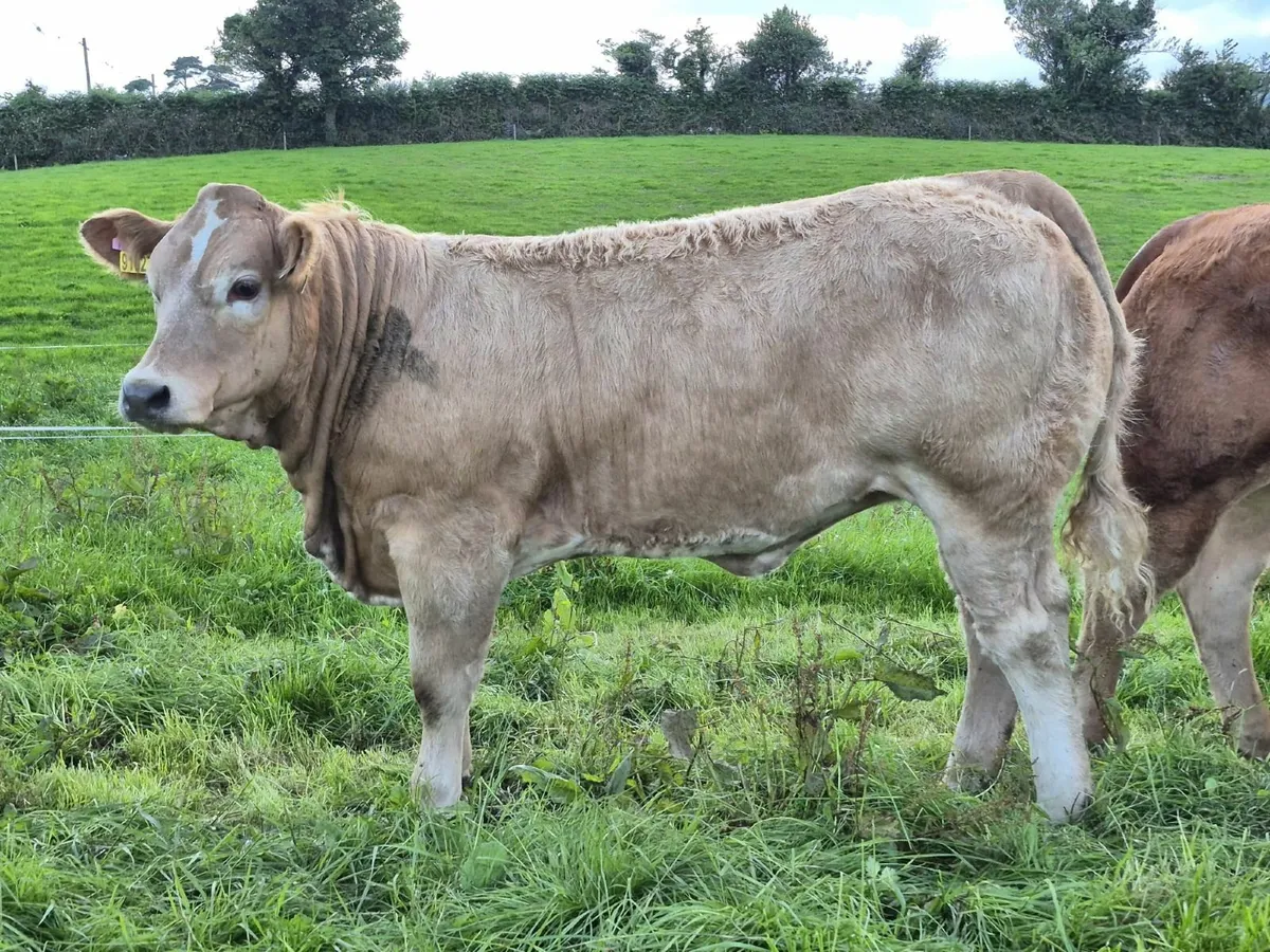 Show/Breeding Heifers - Image 4