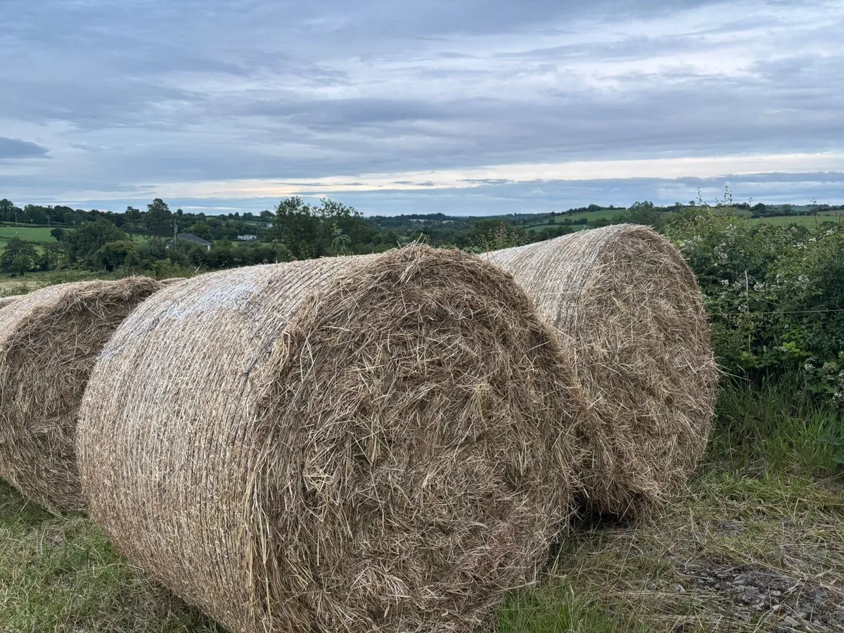Hay - Image 1