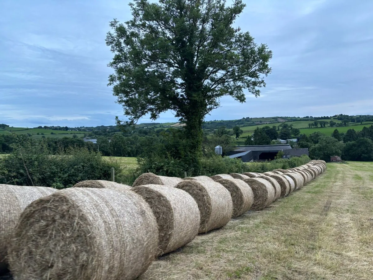 Hay - Image 2