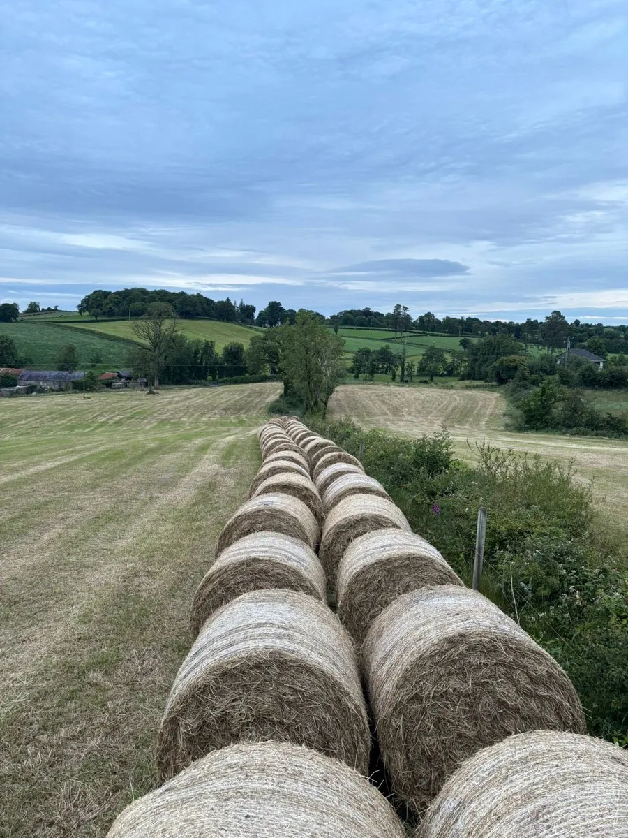 Hay - Image 3