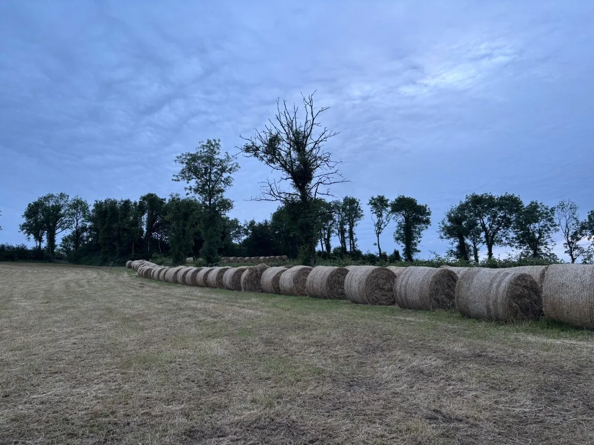 Hay - Image 4