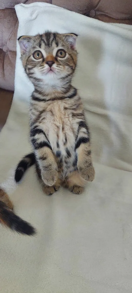 Scottish fold and straight kittens - Image 4