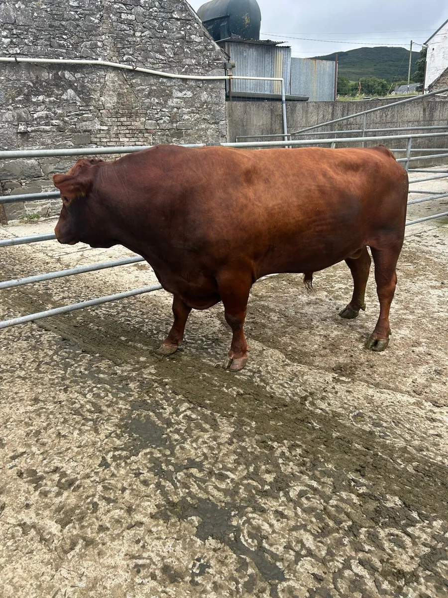 Angus bull 4 year old - Image 1