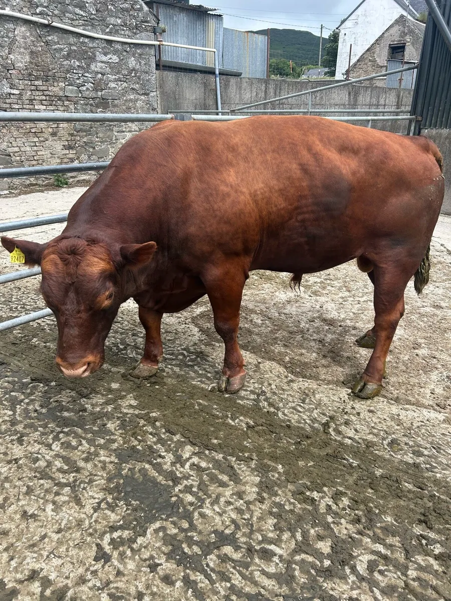 Angus bull 4 year old - Image 2