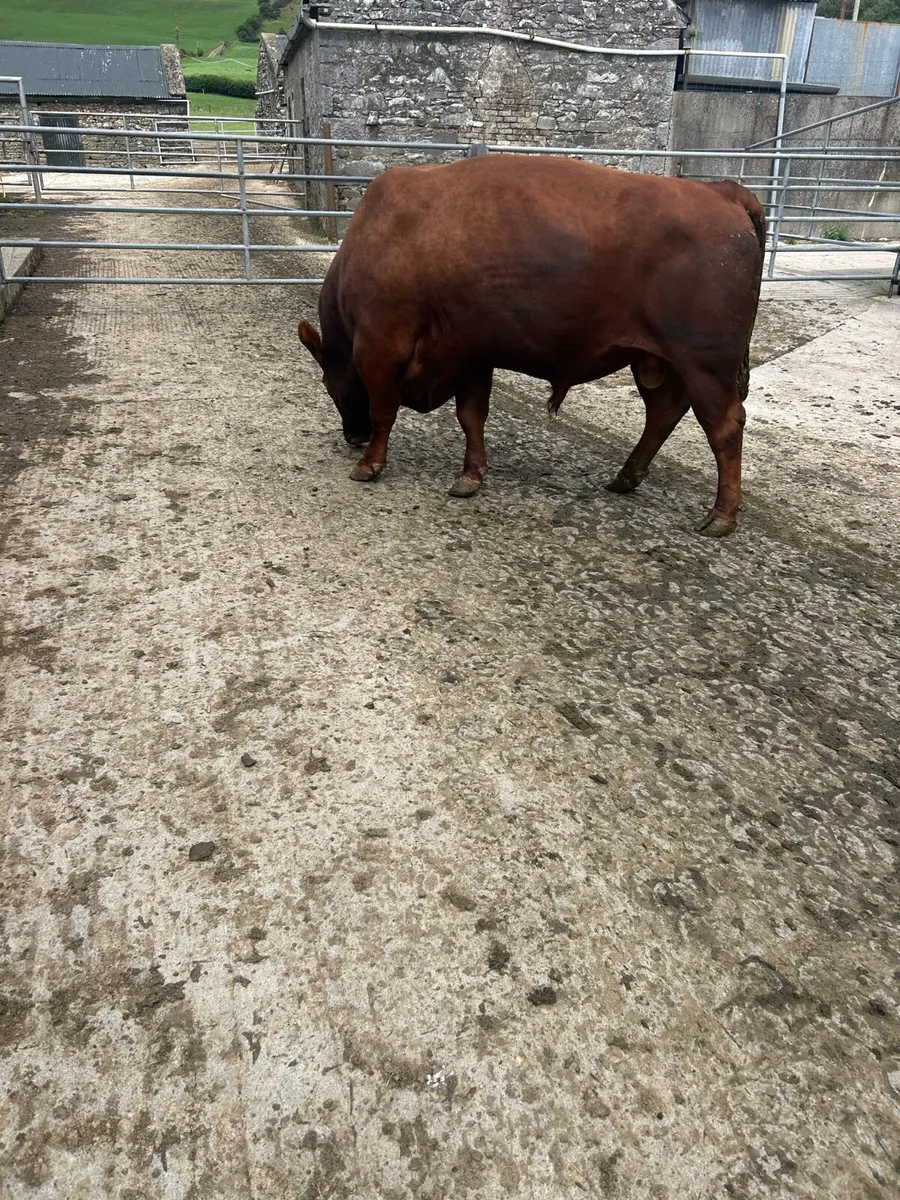 Angus bull 4 year old - Image 3
