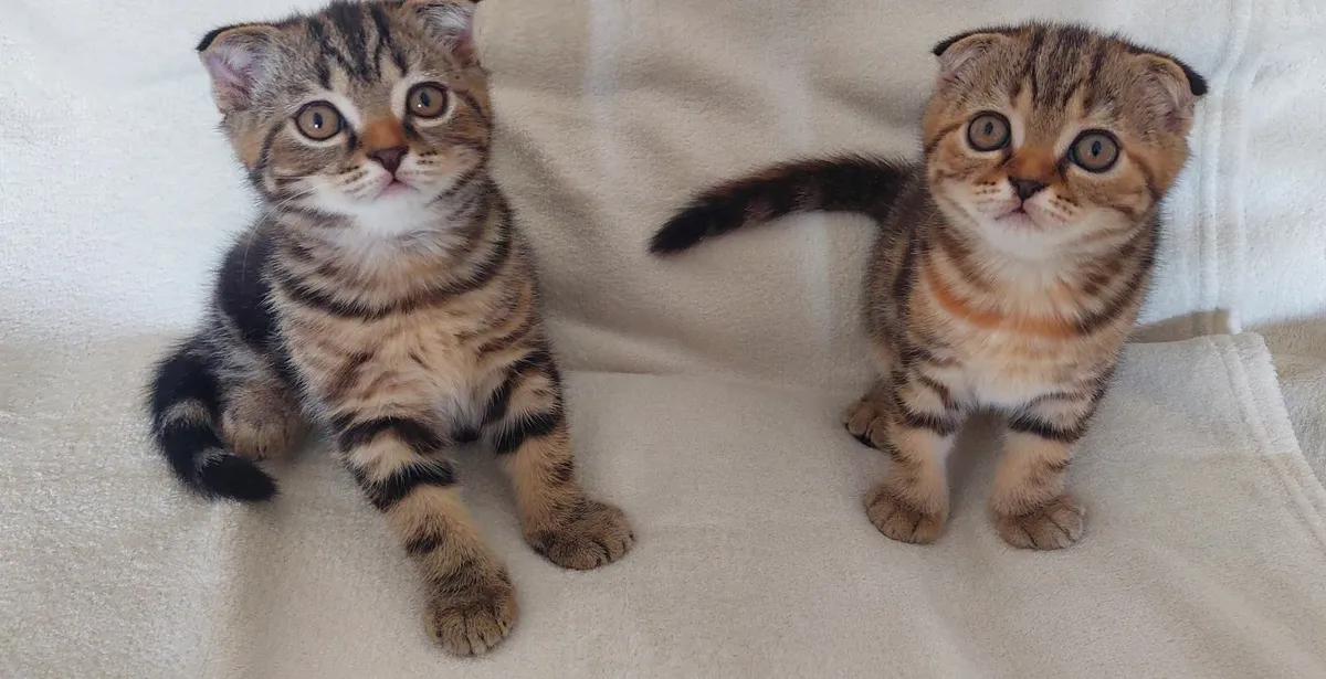 Scottish fold and straight kittens - Image 2