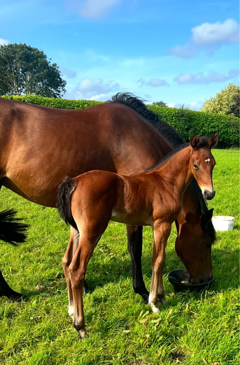 Colt Foal - Image 1