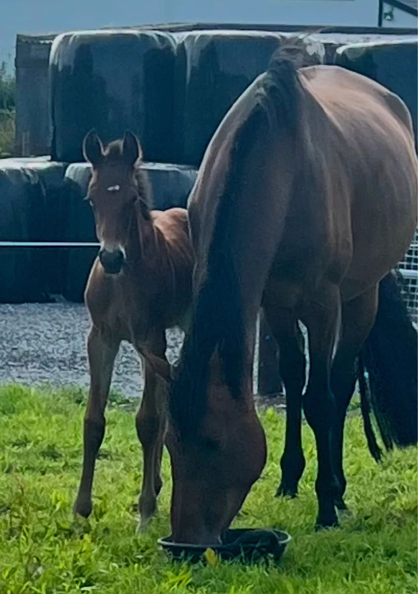 Colt Foal - Image 2