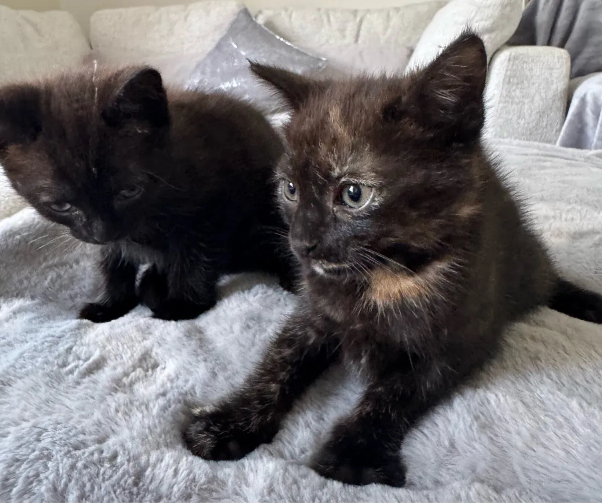 Kittens - Image 1
