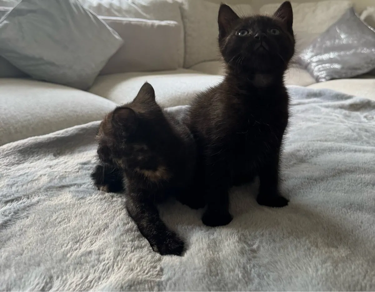 Kittens - Image 2