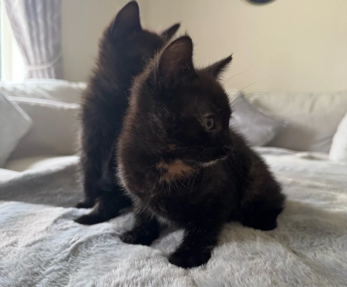 Kittens - Image 3