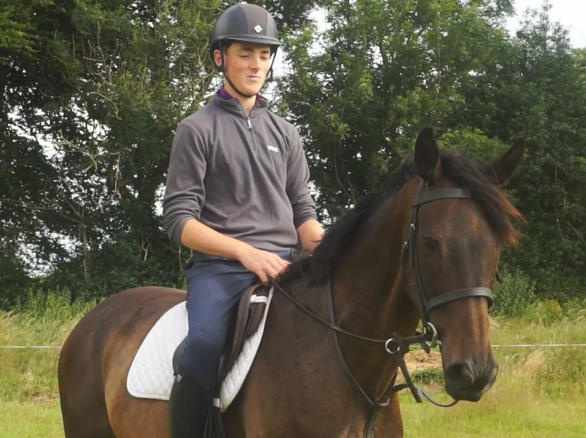 🌟 Lovely 15.2h  All-Rounder 🌟 - Image 1