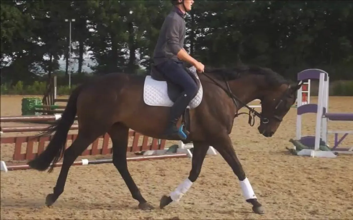 🌟 Lovely 15.2h  All-Rounder 🌟 - Image 3