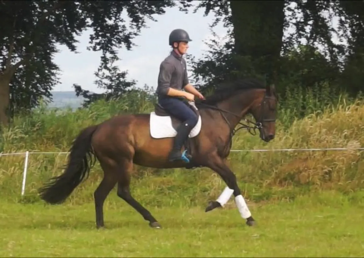 🌟 Lovely 15.2h  All-Rounder 🌟 - Image 4