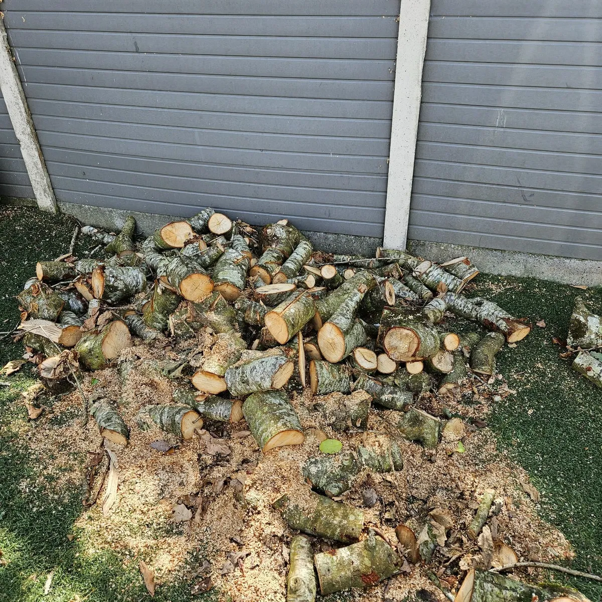 Solid oak logs FREE TO TAKE AWAY - Image 1